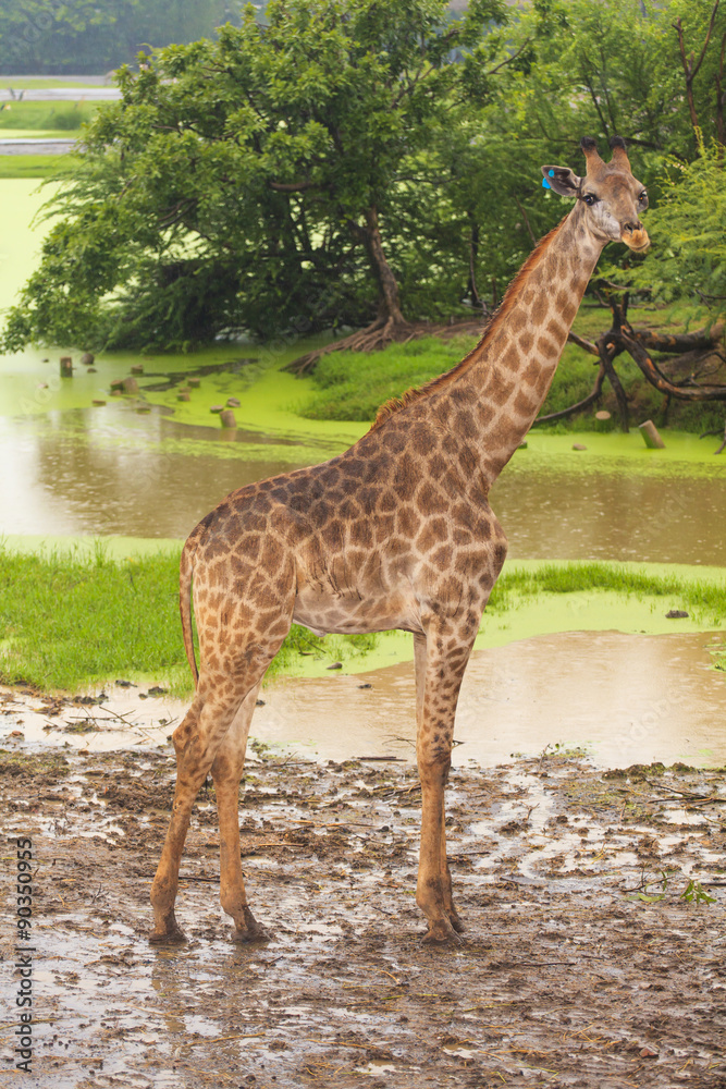 Obraz premium Giraffe