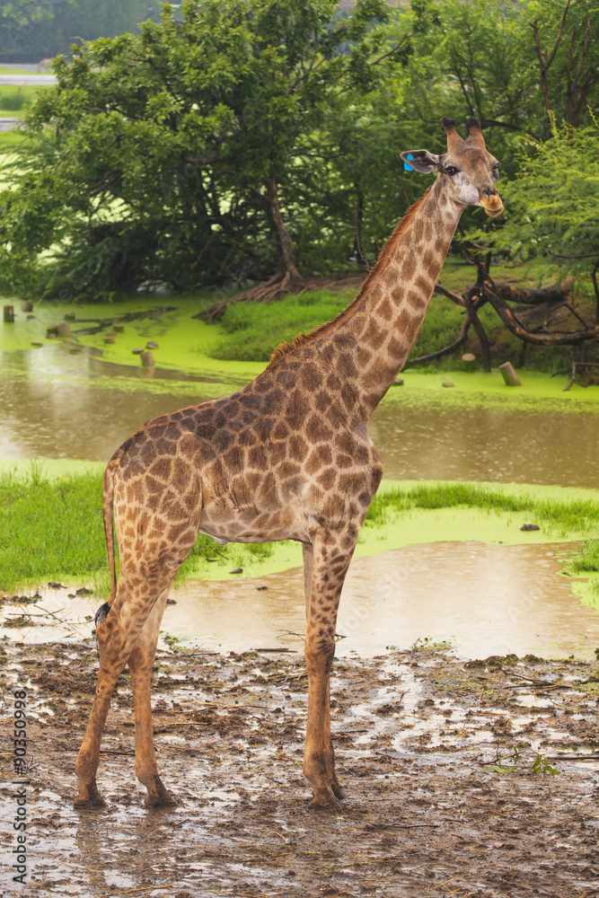 Naklejka premium Giraffe