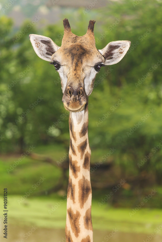Obraz premium Giraffe