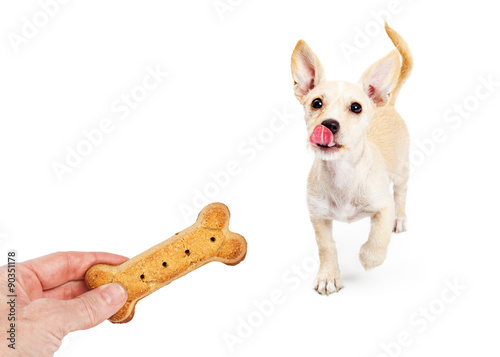 Fototapeta Naklejka Na Ścianę i Meble -  Hungry Puppy Running Towards a Treat