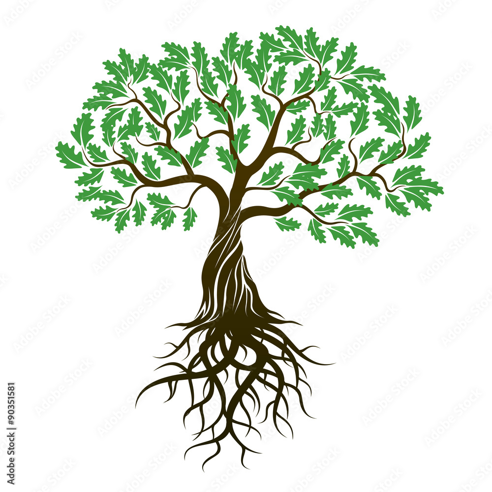 Vector Color Oak Tree with green Leafs and Roots. vector de Stock | Adobe  Stock