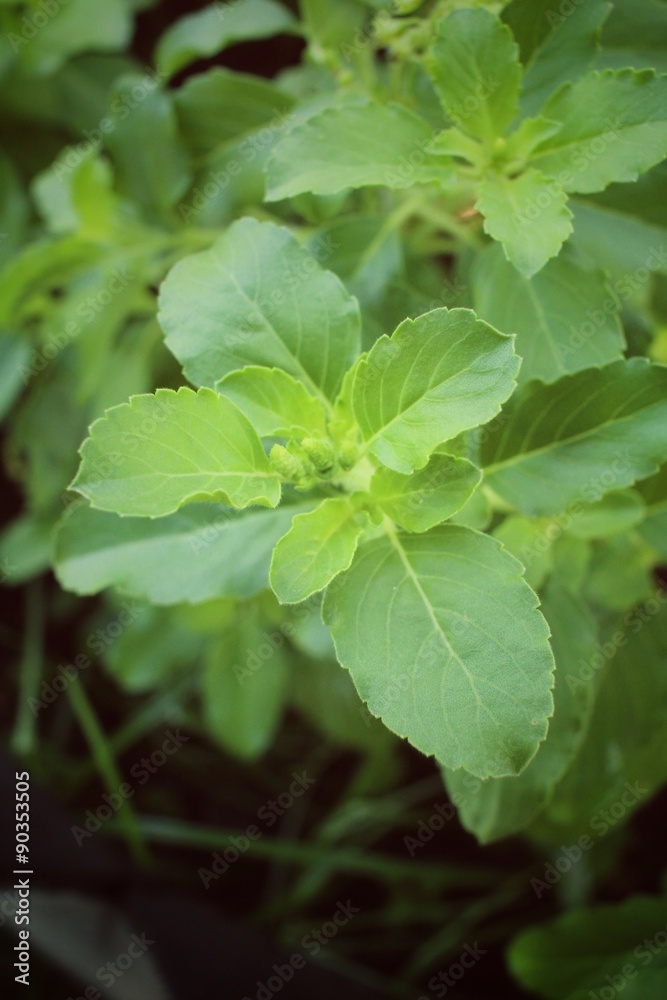 basil basil