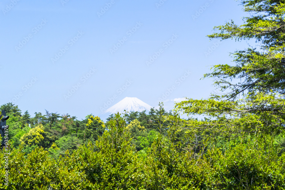Obraz premium 新緑の森と富士山／虹の郷から望む富士
