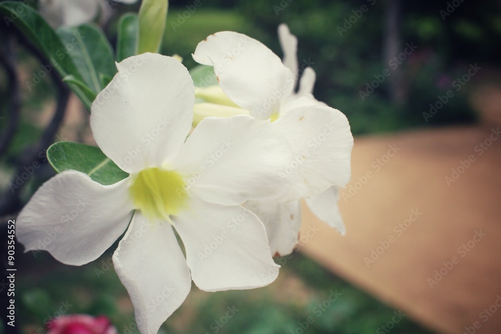 Obraz premium Vintage impala lily flower