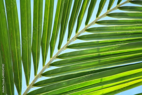 Coconut leaves