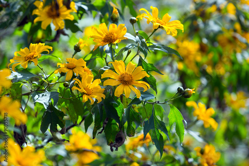 Mexican sunflower or Tithonia diversifolia  photo