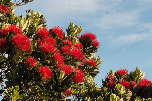 Fototapeta Naklejka Na Ścianę i Meble -  pohutukawa flowers against blue sky