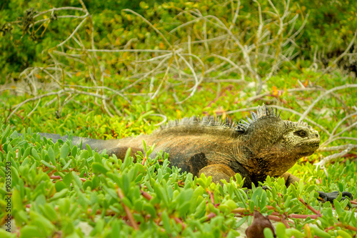 beautiful iguana resting in the beach santa cruz galapagos