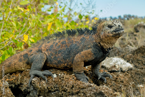 beautiful iguana resting in the beach santa cruz galapagos