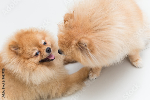 puppy pomeranian dog cute pets © sutichak