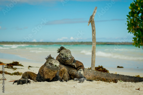 beautiful iguana resting in the beach santa cruz galapagos