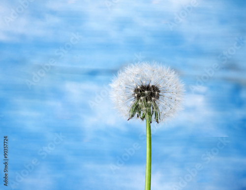 dandelion macro