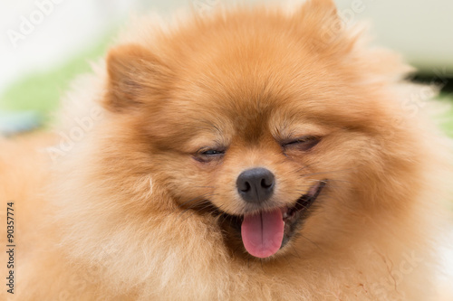 pomeranian dog cute pets happy in home © sutichak