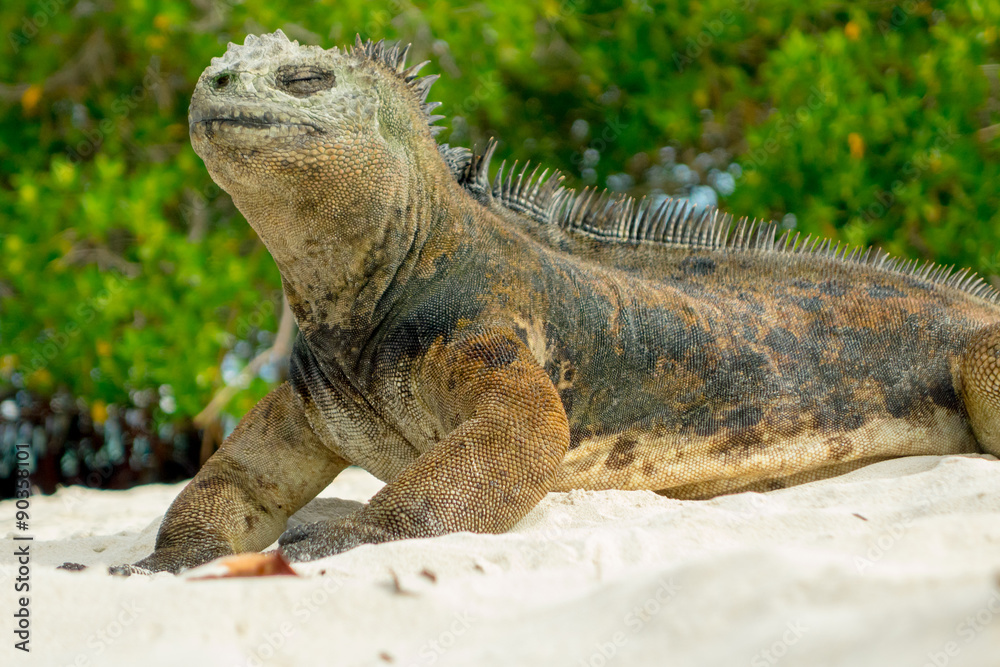 beautiful iguana resting in the beach santa cruz galapagos beautiful iguana resting in the beach santa cruz galapagos