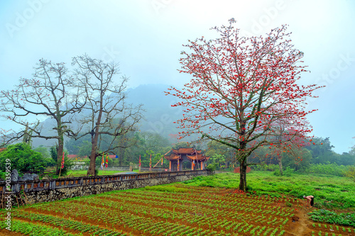 Landscape with bombax flower and green rice field in Vietnam  photo