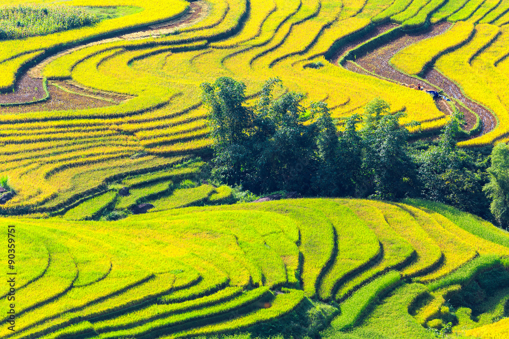 Terraced rice fields in Sapa, Lao Cai, Vietnam 
