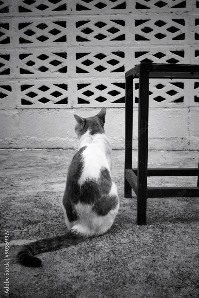 Cat with chair