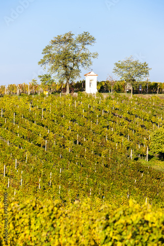 God's torture with autumnal vineyard, Modre Hory, Southern Mora photo