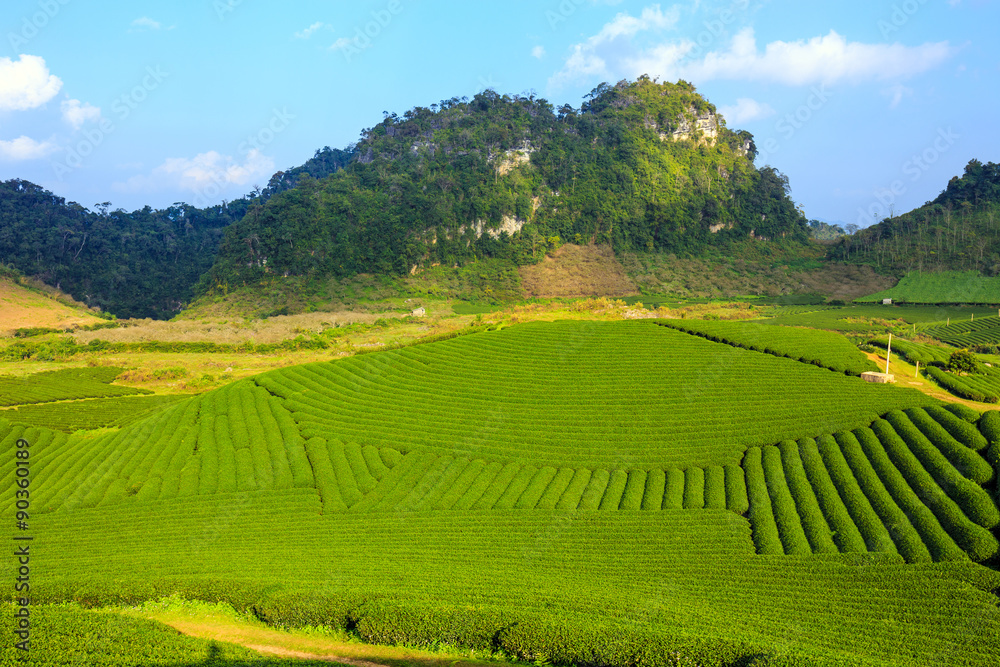 Beautiful fresh green tea plantation in Moc Chau dicstric, Son La province, Vietnam 