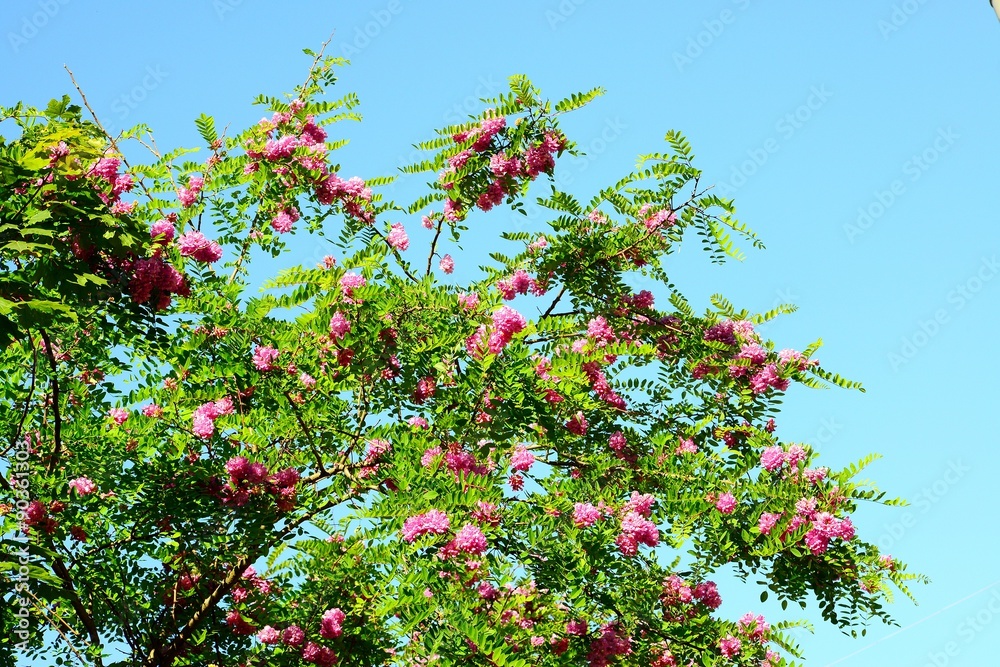 Pink acacia flowers on blue sky background