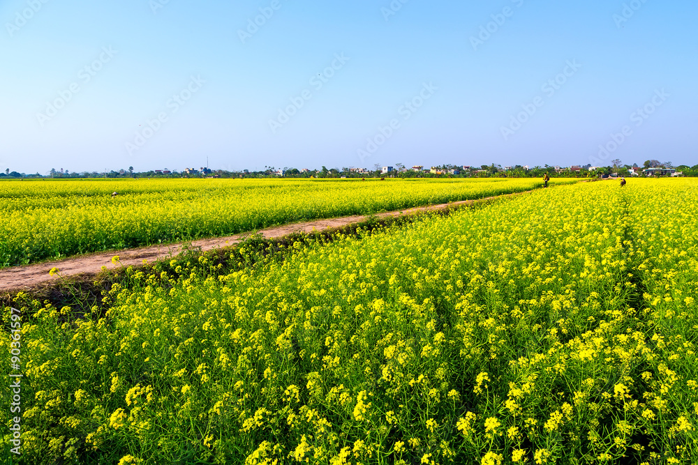 A bicycle in Wintercress fields. The tidal fields in this location with nice Wintercress can be used for making oil.