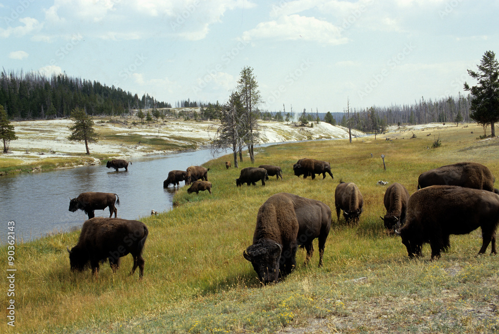 bison d'amerique, bison bison, parc national Yellowstone, Etas Unis