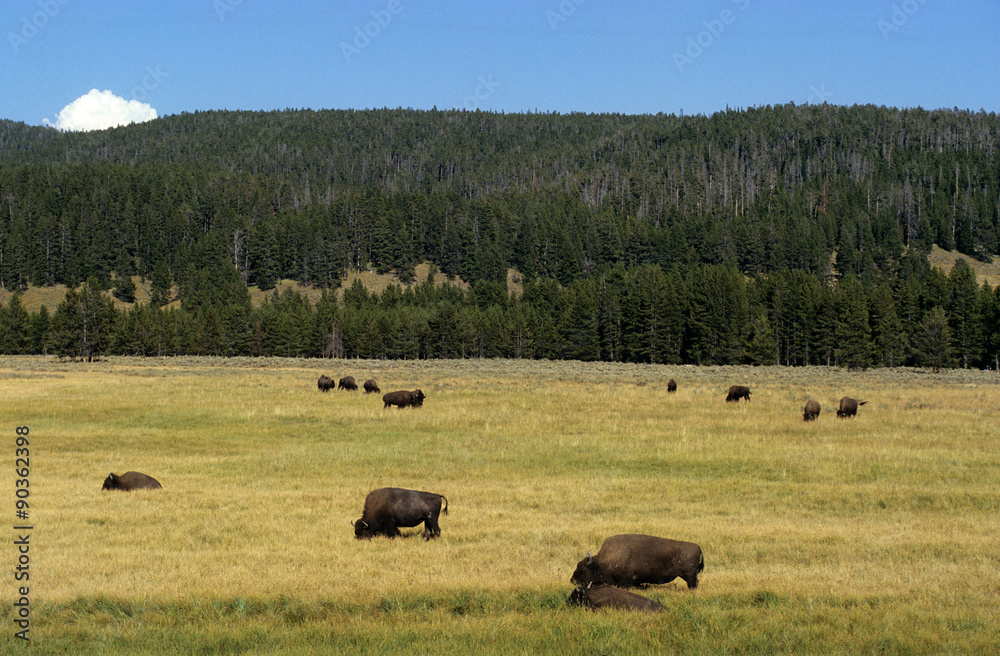 bison d'amerique, bison bison, parc national Yellowstone, Etas Unis 