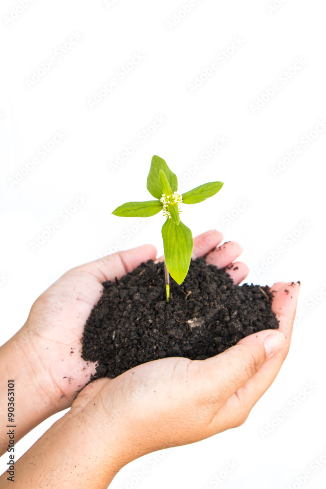 Female holding plant on isolated background