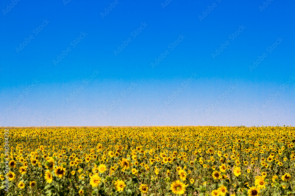 blooming sunflowers