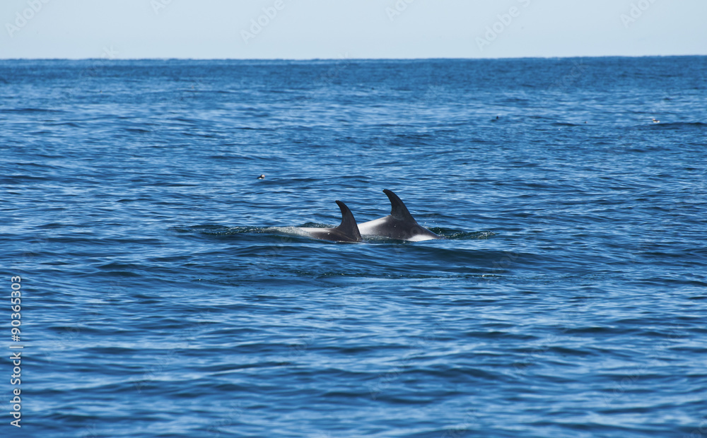 Fototapeta premium Dolphins