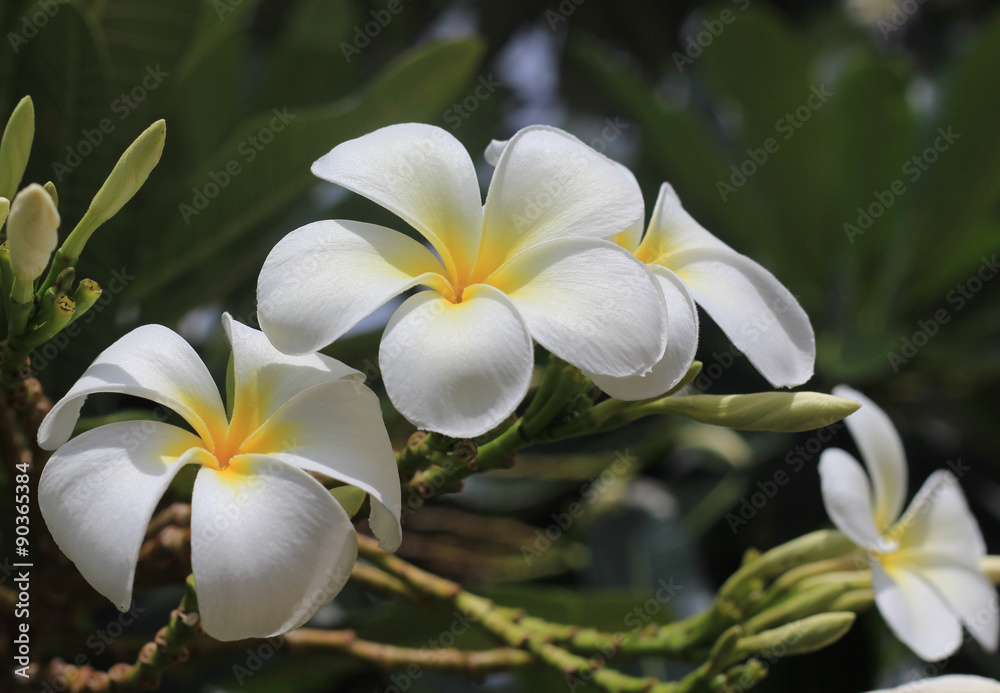 Fototapeta premium Frangipani, Dok Champa