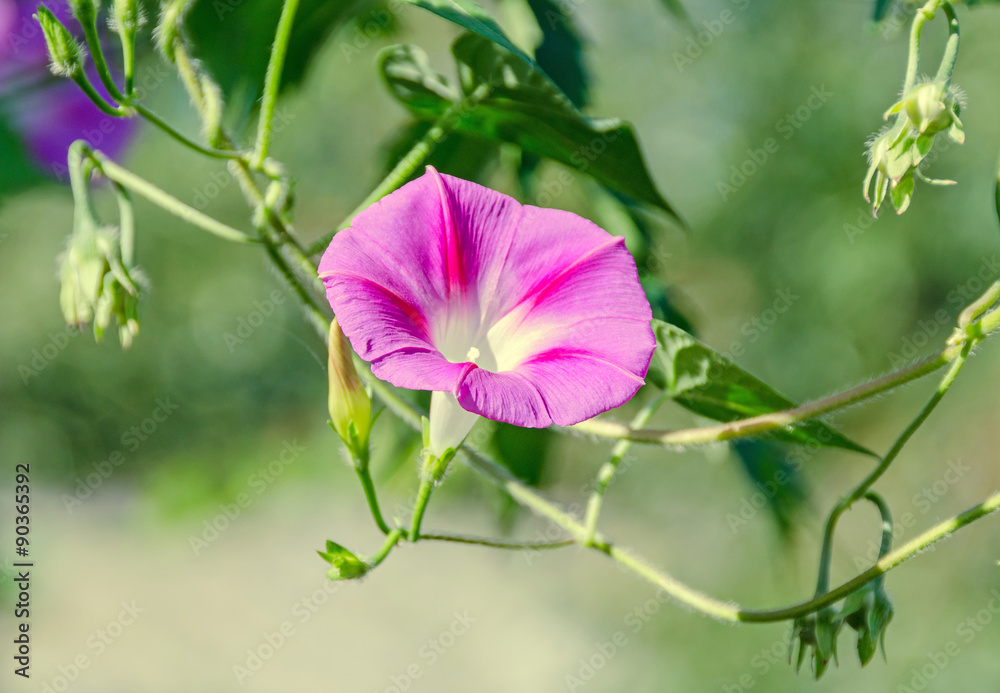 Ipomoea purpurea mauve, pink flowers, the purple, tall, or common morning glory, close up.