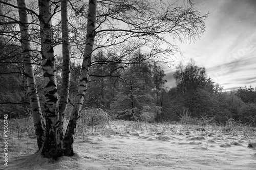 bw winter landscape