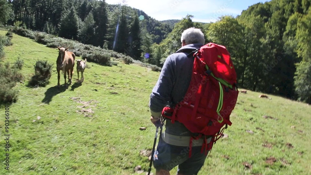 Trekker walking in mountains, crossing field of wild horses