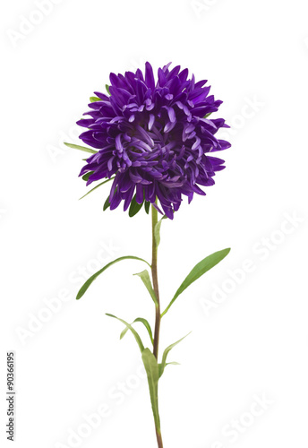 aster isolated on white background