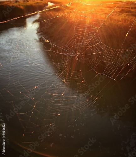 spiderweb in sunset light rays