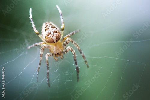 spider Araneus © BazziBa