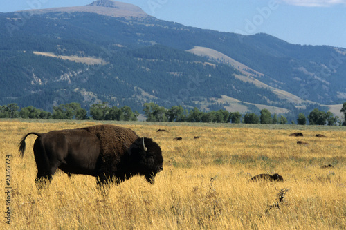 bison d'amerique, bison bison, parc national du Grand Teton, Etas Unis