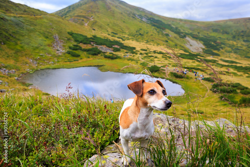 dog standing on the background of mountain scenery 