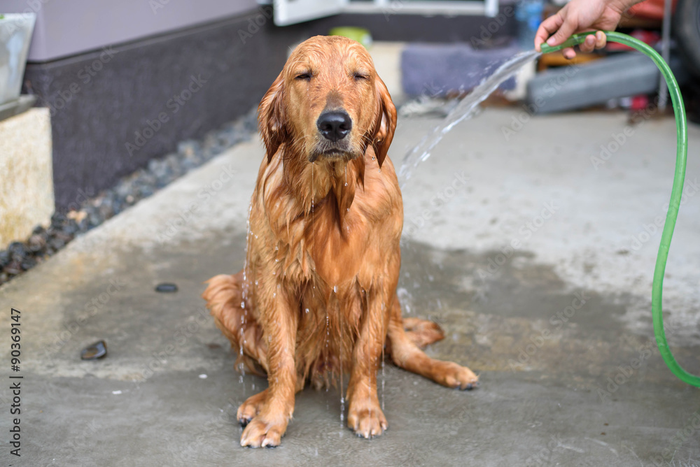 How Often Should Golden Retrievers Get A Bath