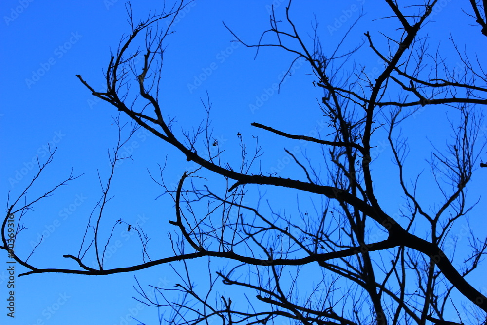 Obraz premium Tree