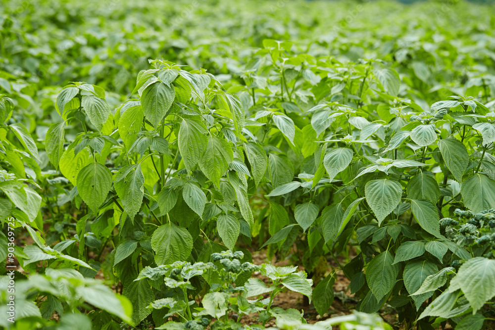 perilla leaf perilla leaf