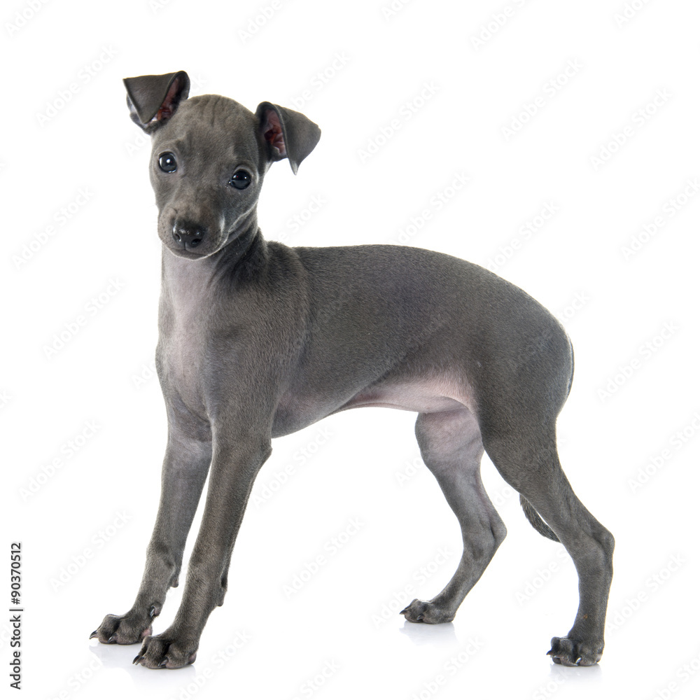 puppy italian greyhound