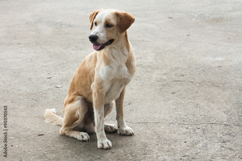 A lonely Thai dog with concrete background A lonely Thai dog with concrete background