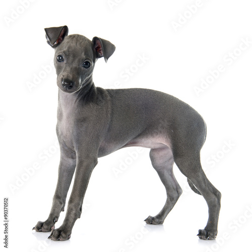 puppy italian greyhound photo