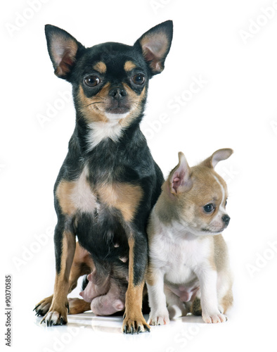 puppy and adult chihuahua © cynoclub
