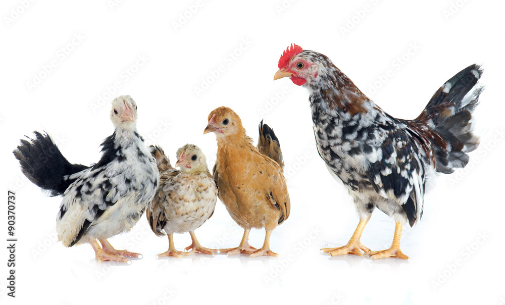 serama chickens
