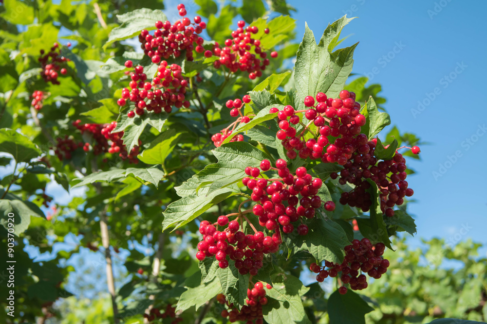 guelder-rose berry red fruit tree guelder-rose berry red fruit tree
