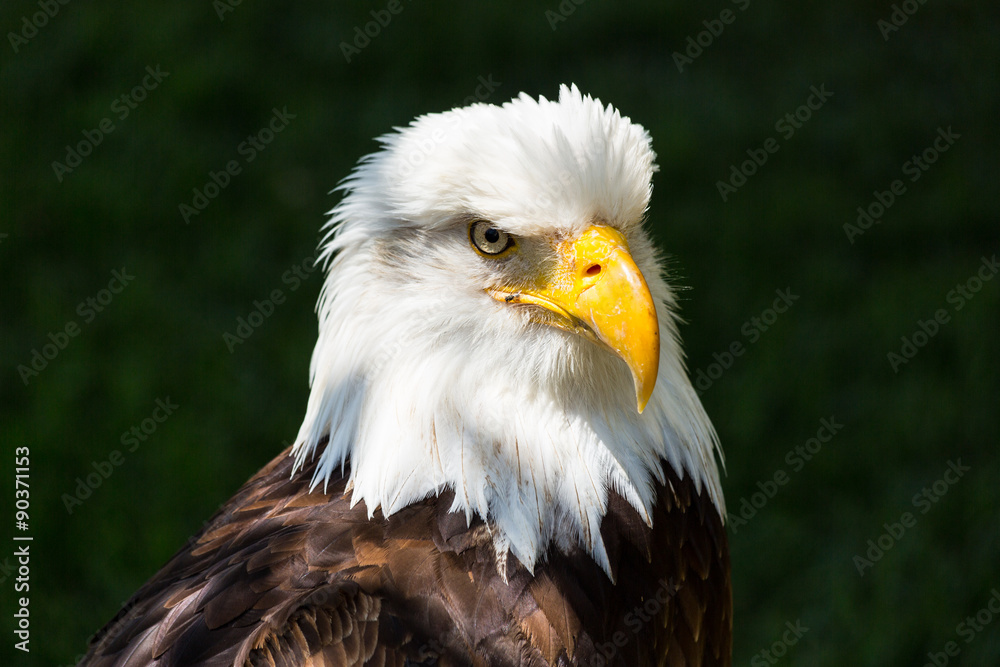 Bald eagle - Haliaeetus leucocephalus Bald eagle - Haliaeetus leucocephalus
