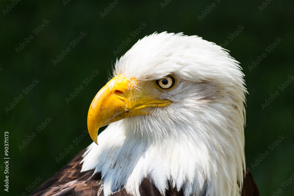 Bald eagle - Haliaeetus leucocephalus Bald eagle - Haliaeetus leucocephalus
